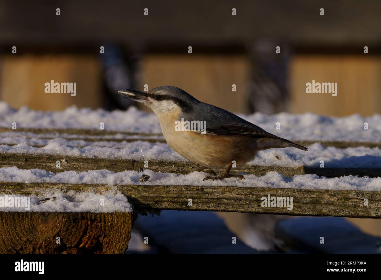 Sitta europaea Familie Sittidae Gattung Sitta Eurasische Nacktschnecke Holz Nacktschnecke wilde Natur Vogelfotografie, Bild, Tapete Stockfoto