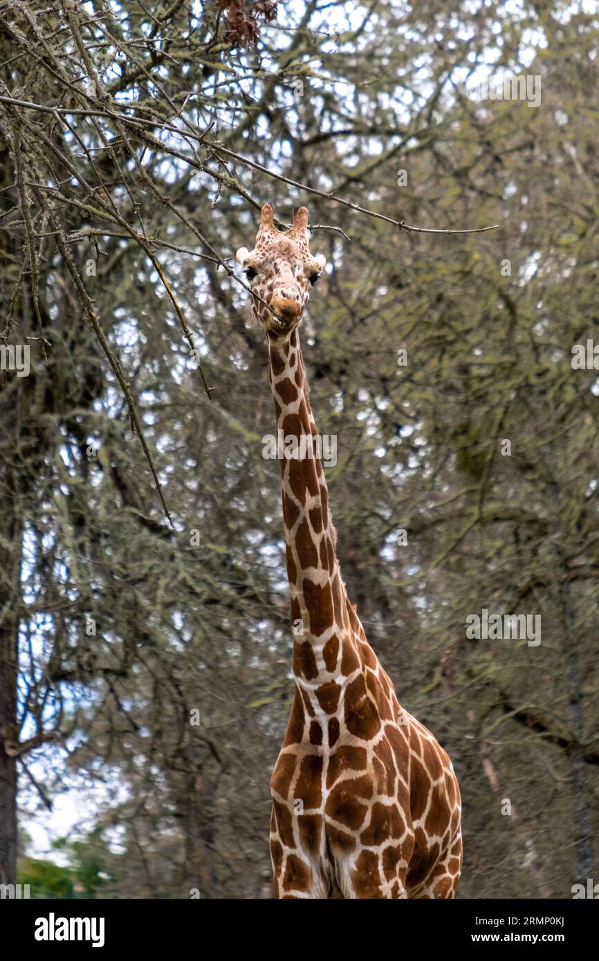 Giraffe Stockfoto