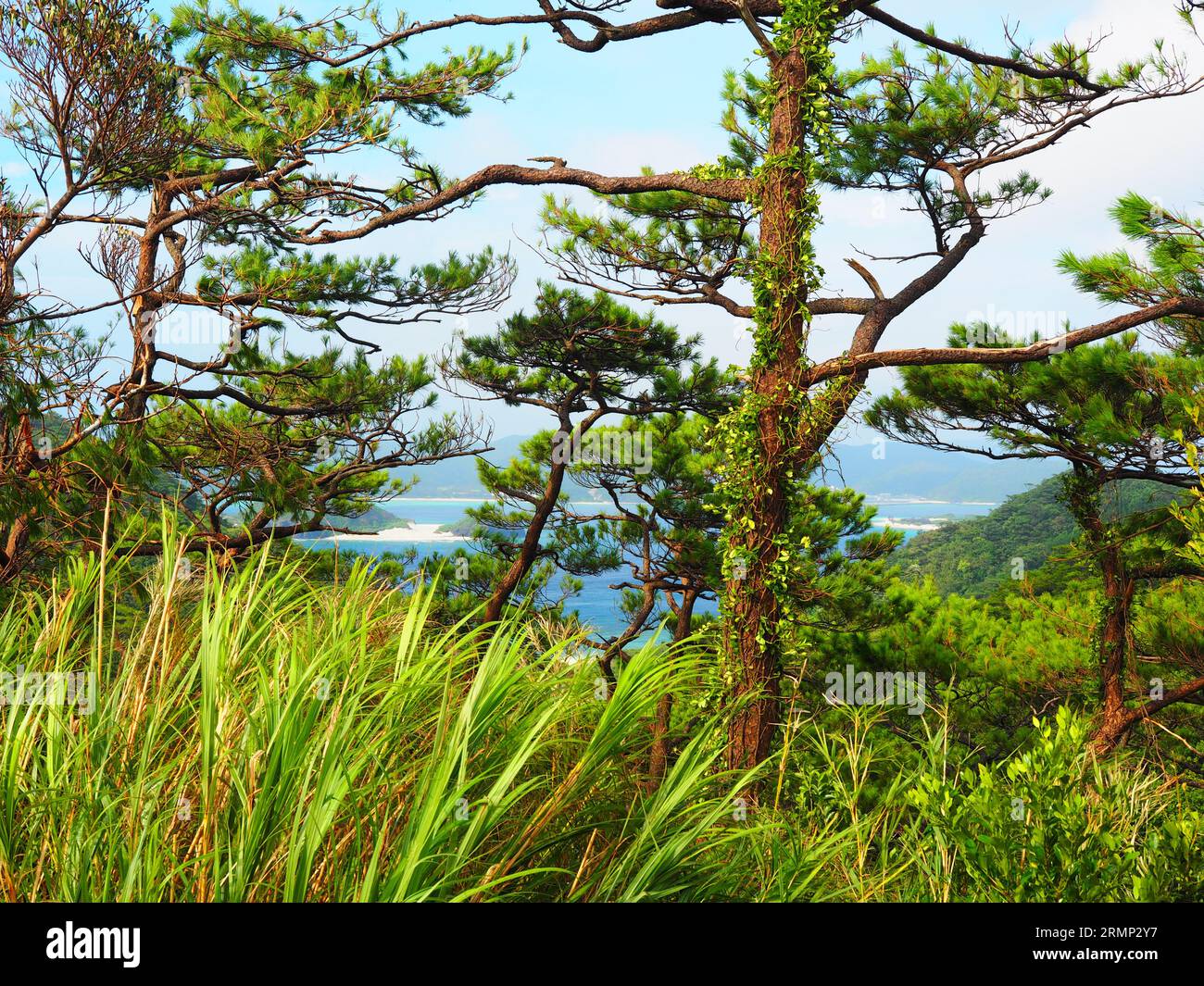 Kerama-Inseln, Nationalpark, Okinawa, Japan - Blaue Zonen Stockfoto