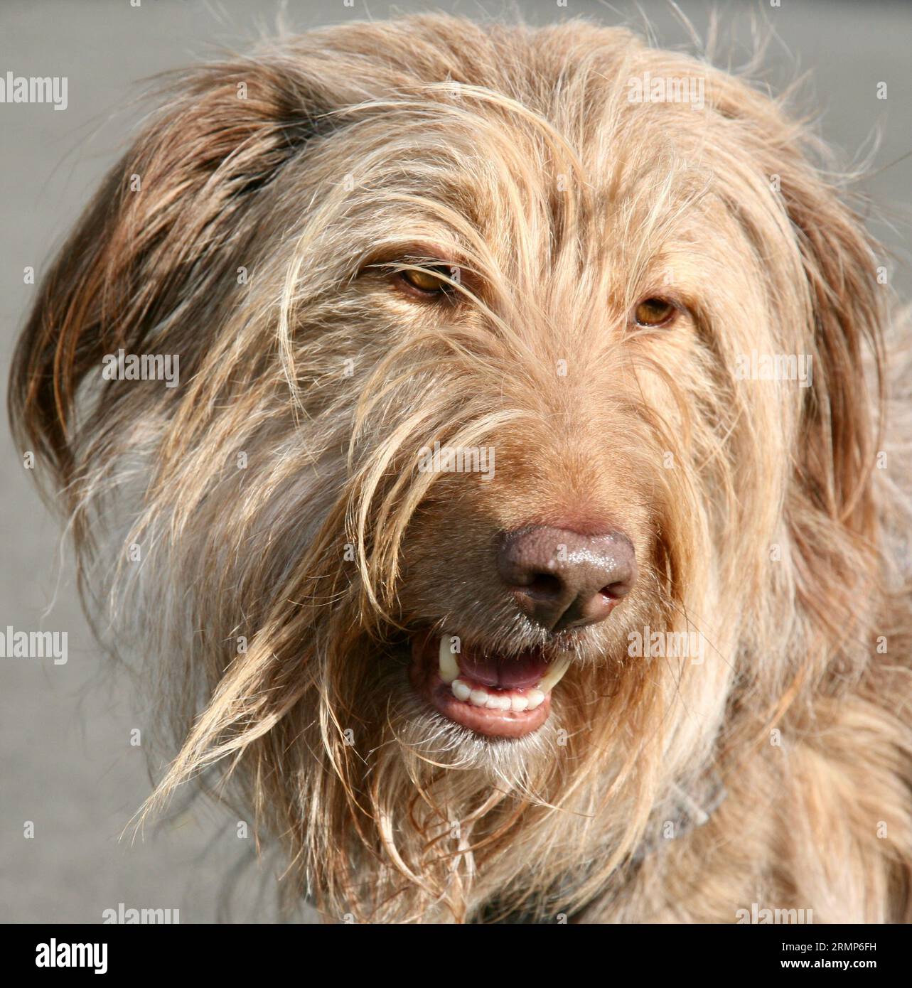 Ein schroff aussehender Hund Stockfoto