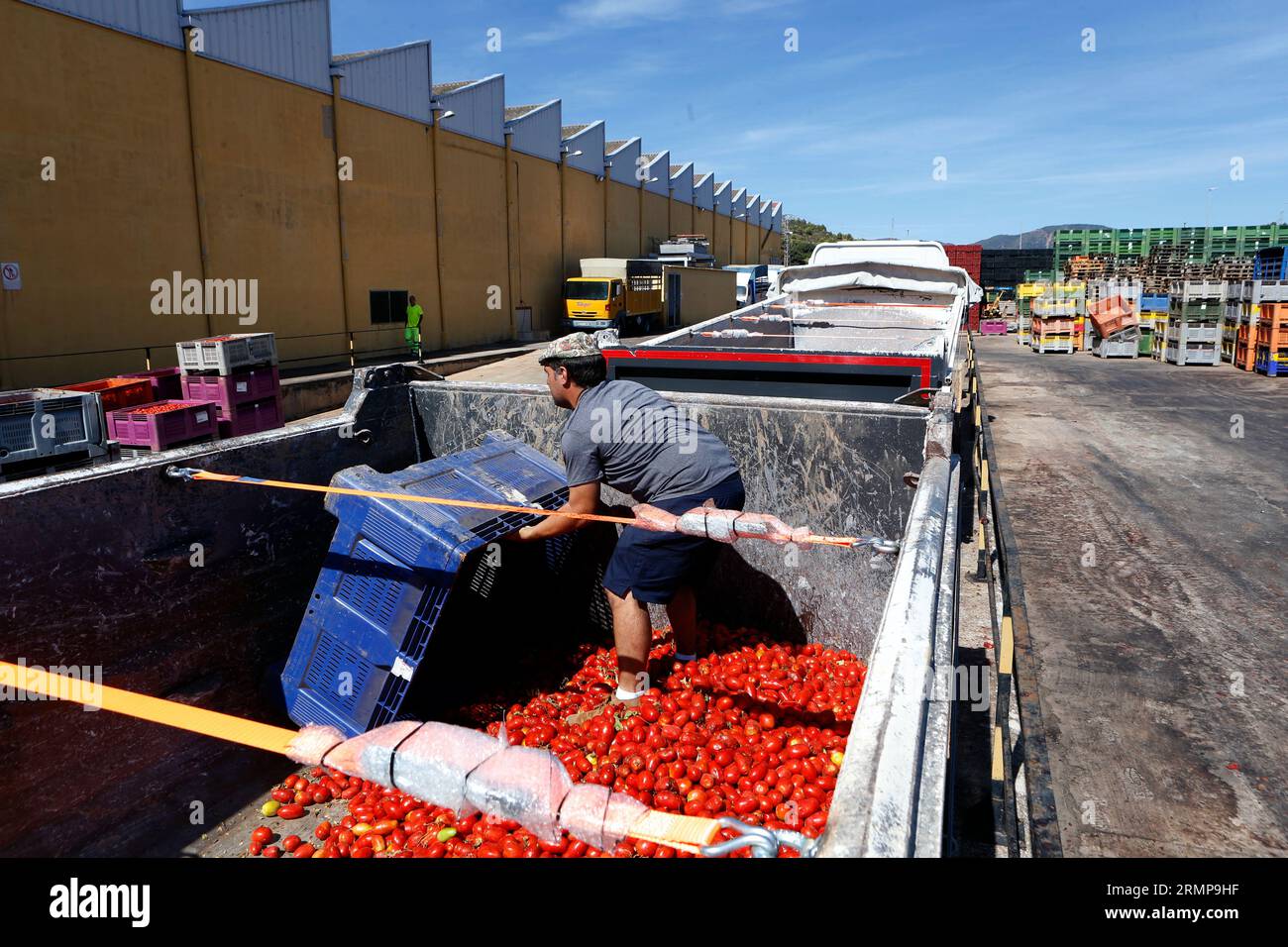 Castellon, Spanien, 29.08.2023, ein weiteres Jahr ist La Llosa offizieller Lieferant von Tomaten für die „La Tomatina“-Feierlichkeiten in Buñol, erklärte ein Festival von internationalem touristischem Interesse, bei dem sie Tausende von Kilos Tomaten in den Lagern des lokalen Unternehmens Citrimed in La Llosa verwendet werden, in Castellon (Spanien). Nur 30 Kilometer von Valencia entfernt liegt Buñol, dessen Ruhm auf einen neugierigen Brauch seiner Bewohner zurückzuführen ist: „La Tomatina, die größte Tomatenschlacht der Welt, die am letzten Mittwoch jeden August stattfindet. In diesem Jahr wurden 150 Tonnen reife Tomaten geladen Stockfoto