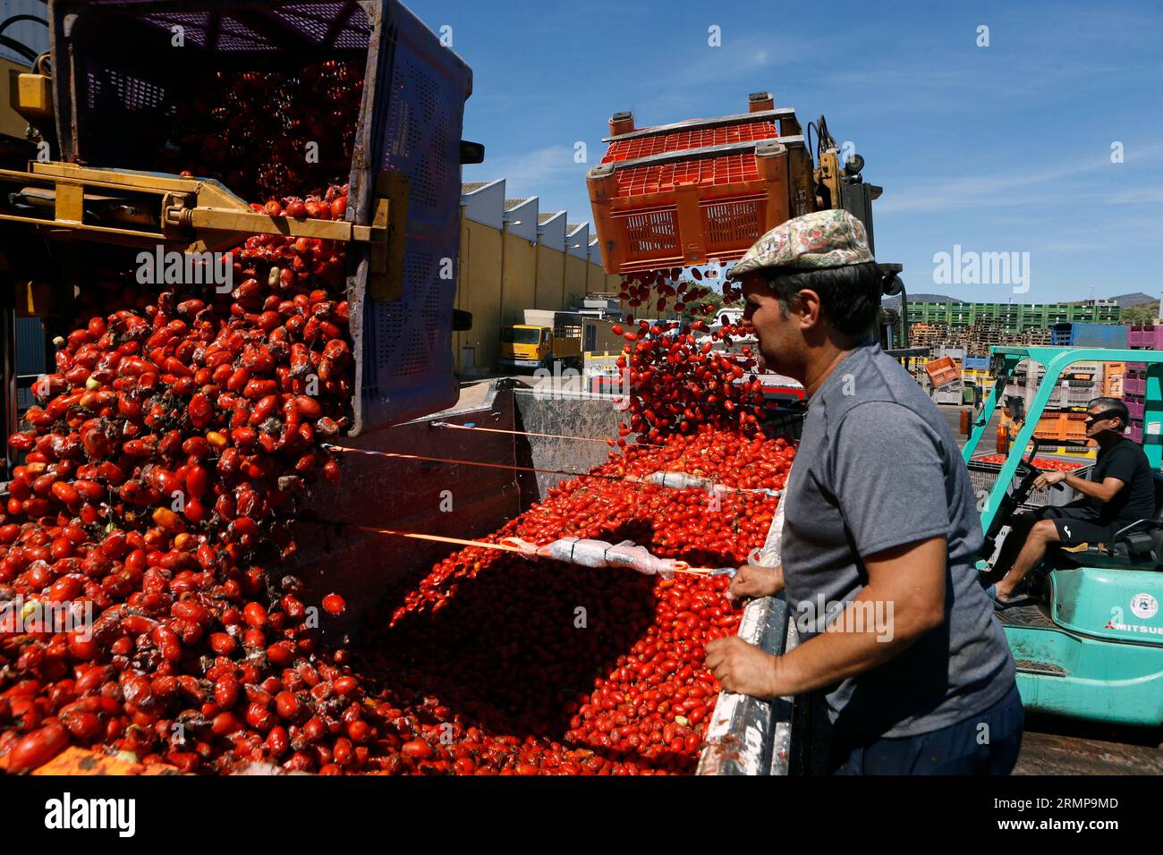 August 29, 2023, La Llosa, CastellÃ³n, Spanien: ein weiteres Jahr ist La Llosa offizieller Lieferant von Tomaten für die „La Tomatina“-Feierlichkeiten in BuÃ±ol, einem Festival von internationalem touristischem Interesse, bei dem sie Tausende von Kilos Tomaten in den Lagern der lokalen Firma Citrimed in La Llosa in Castellon (Spanien) verwendet werden. Nur 30 Kilometer von Valencia entfernt liegt BuÃ±ol, dessen Ruhm auf einen neugierigen Brauch seiner Bewohner zurückzuführen ist: „La Tomatina, die größte Tomatenschlacht der Welt, die am letzten Mittwoch jeden August stattfindet. In diesem Jahr haben 150 Tonnen reife Tomaten b Stockfoto