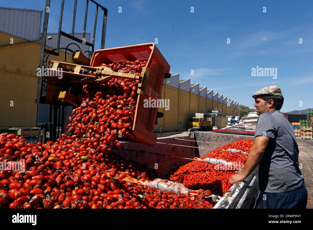 August 29, 2023, La Llosa, CastellÃ³n, Spanien: ein weiteres Jahr ist La Llosa offizieller Lieferant von Tomaten für die „La Tomatina“-Feierlichkeiten in BuÃ±ol, einem Festival von internationalem touristischem Interesse, bei dem sie Tausende von Kilos Tomaten in den Lagern der lokalen Firma Citrimed in La Llosa in Castellon (Spanien) verwendet werden. Nur 30 Kilometer von Valencia entfernt liegt BuÃ±ol, dessen Ruhm auf einen neugierigen Brauch seiner Bewohner zurückzuführen ist: „La Tomatina, die größte Tomatenschlacht der Welt, die am letzten Mittwoch jeden August stattfindet. In diesem Jahr haben 150 Tonnen reife Tomaten b Stockfoto
