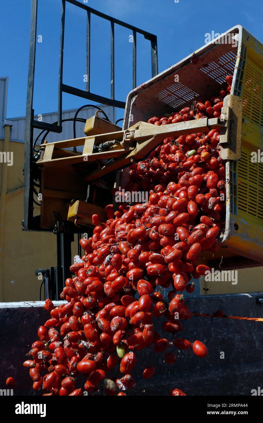 August 29, 2023, La Llosa, CastellÃ³n, Spanien: ein weiteres Jahr ist La Llosa offizieller Lieferant von Tomaten für die „La Tomatina“-Feierlichkeiten in BuÃ±ol, einem Festival von internationalem touristischem Interesse, bei dem sie Tausende von Kilos Tomaten in den Lagern der lokalen Firma Citrimed in La Llosa in Castellon (Spanien) verwendet werden. Nur 30 Kilometer von Valencia entfernt liegt BuÃ±ol, dessen Ruhm auf einen neugierigen Brauch seiner Bewohner zurückzuführen ist: „La Tomatina, die größte Tomatenschlacht der Welt, die am letzten Mittwoch jeden August stattfindet. In diesem Jahr haben 150 Tonnen reife Tomaten b Stockfoto