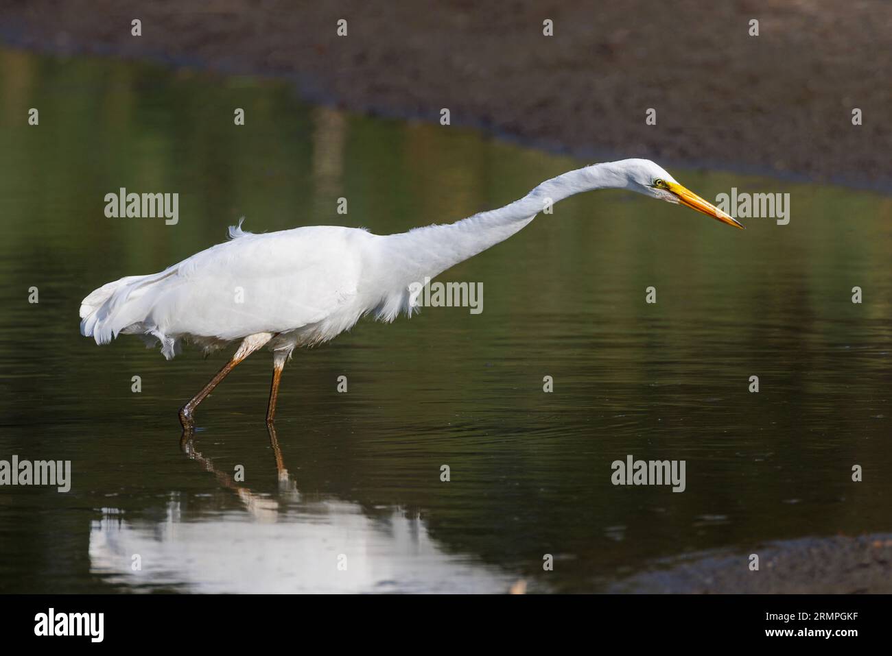 Der weiße Egret-Vogel in Vancouver, BC, Kanada Stockfoto