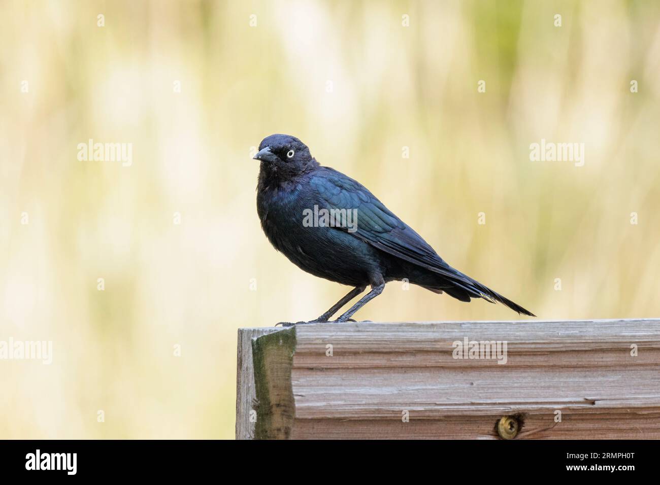 Brewer's Blackbird Bird in Vancouver BC Canada Stockfoto