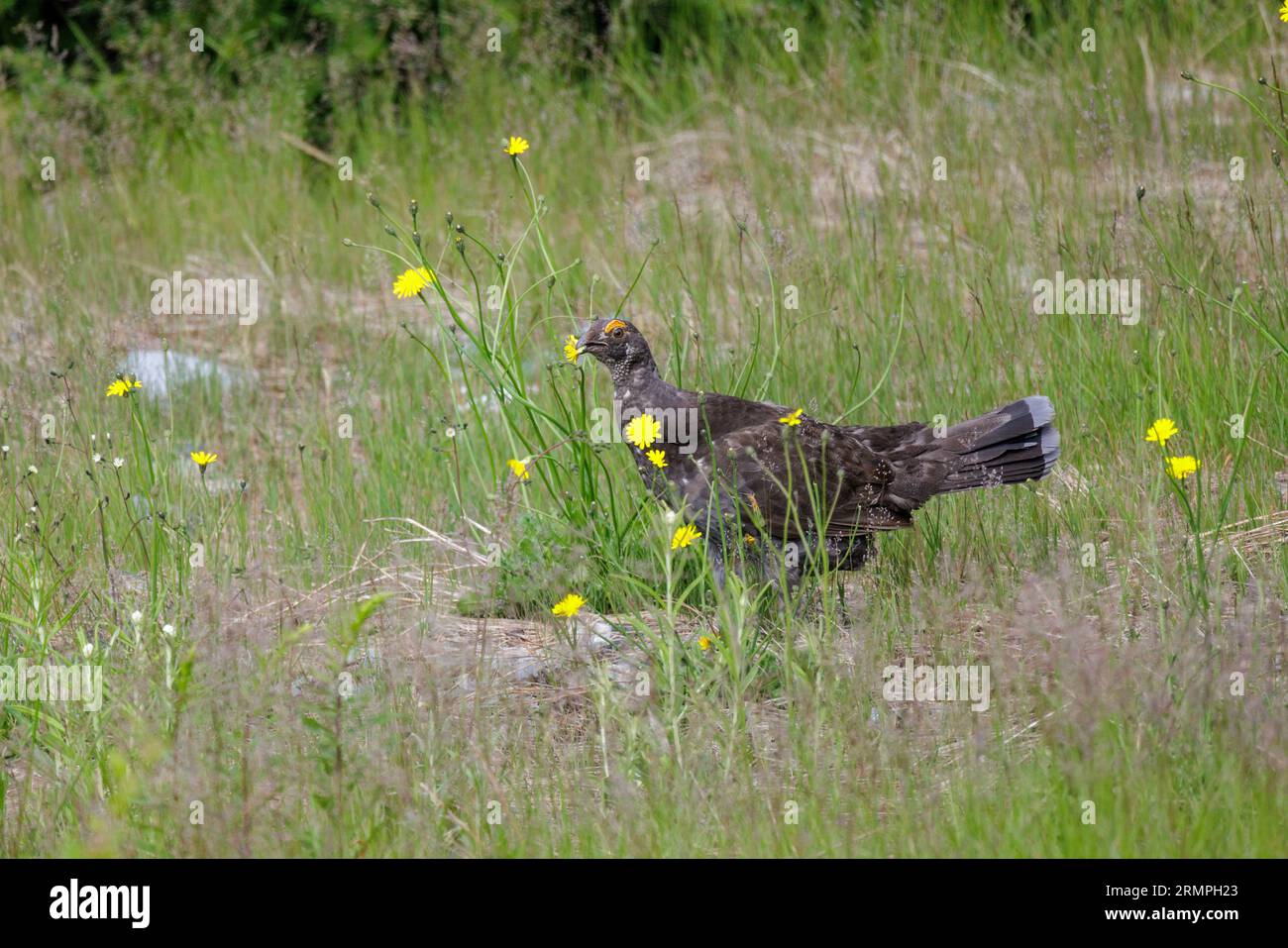 Männlicher rußhaltiger Auerhühner in Vancouver, BC, Kanada Stockfoto