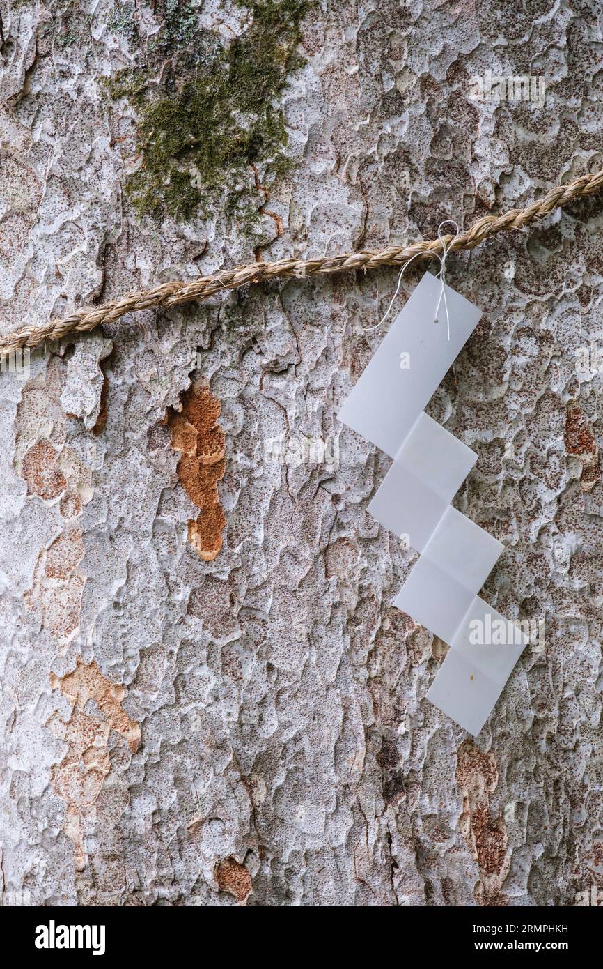 Japan, Kyushu. Shimenawa Rope and Paper Streamer (Shide) Based around Tree (Shide) bezeichnen einen Heiligen Raum, einen Ward Against Evil Spirits (Schutzwall gegen böse Geister). Stockfoto