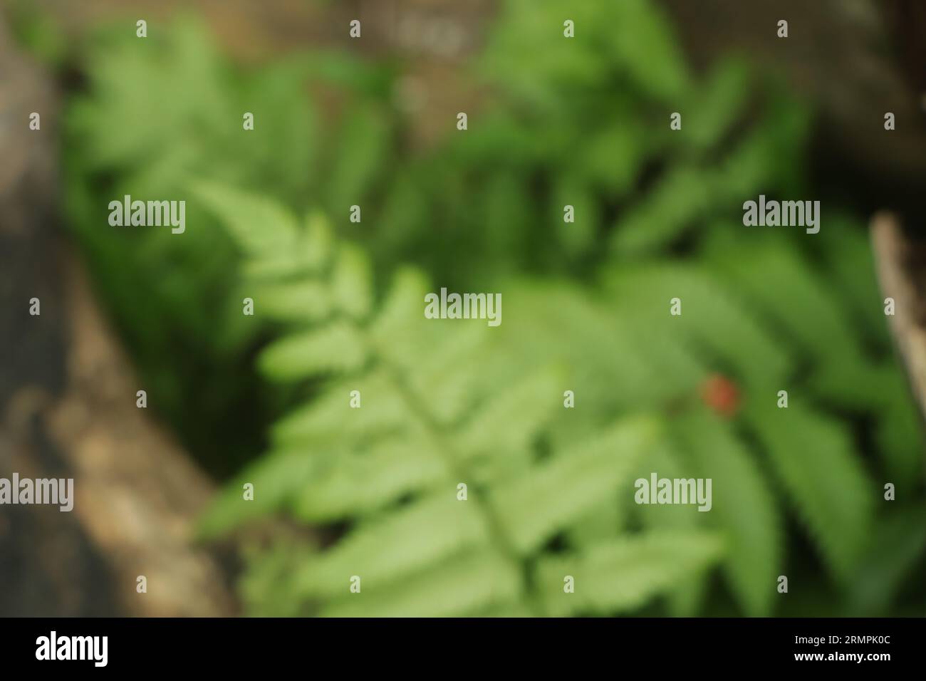 Wunderschöner Farn hinterlässt einen Hintergrund Stockfoto