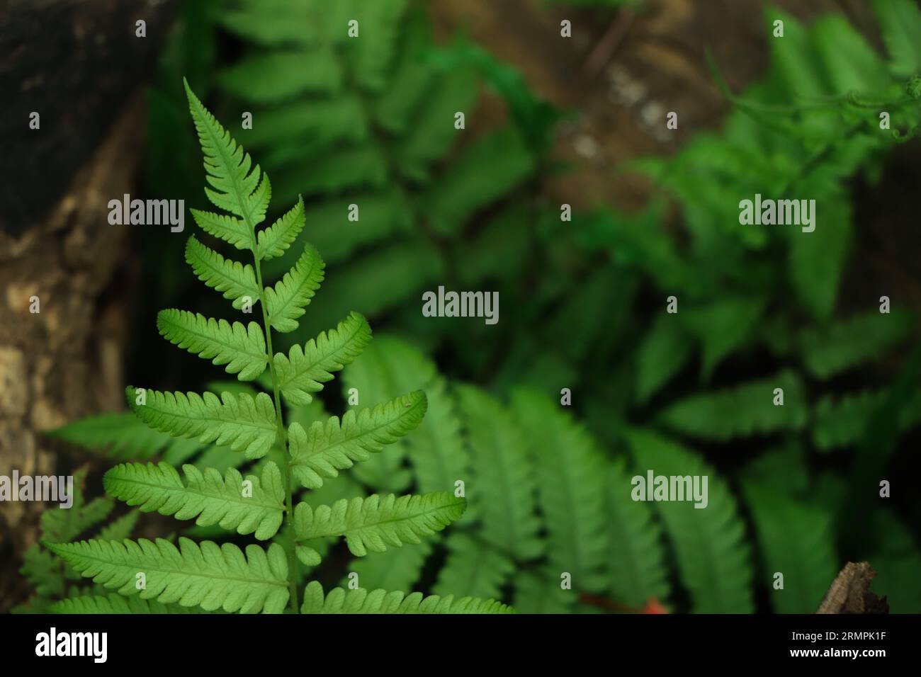 Gekruselte farnwedel -Fotos und -Bildmaterial in hoher Auflsung  Alamy