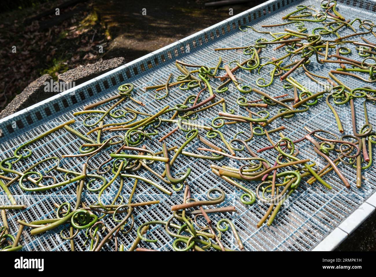 Japan, Kyushu. Warabi, Ein Waldgemüse, im Englischen als Brackenfarn bekannt. Stockfoto