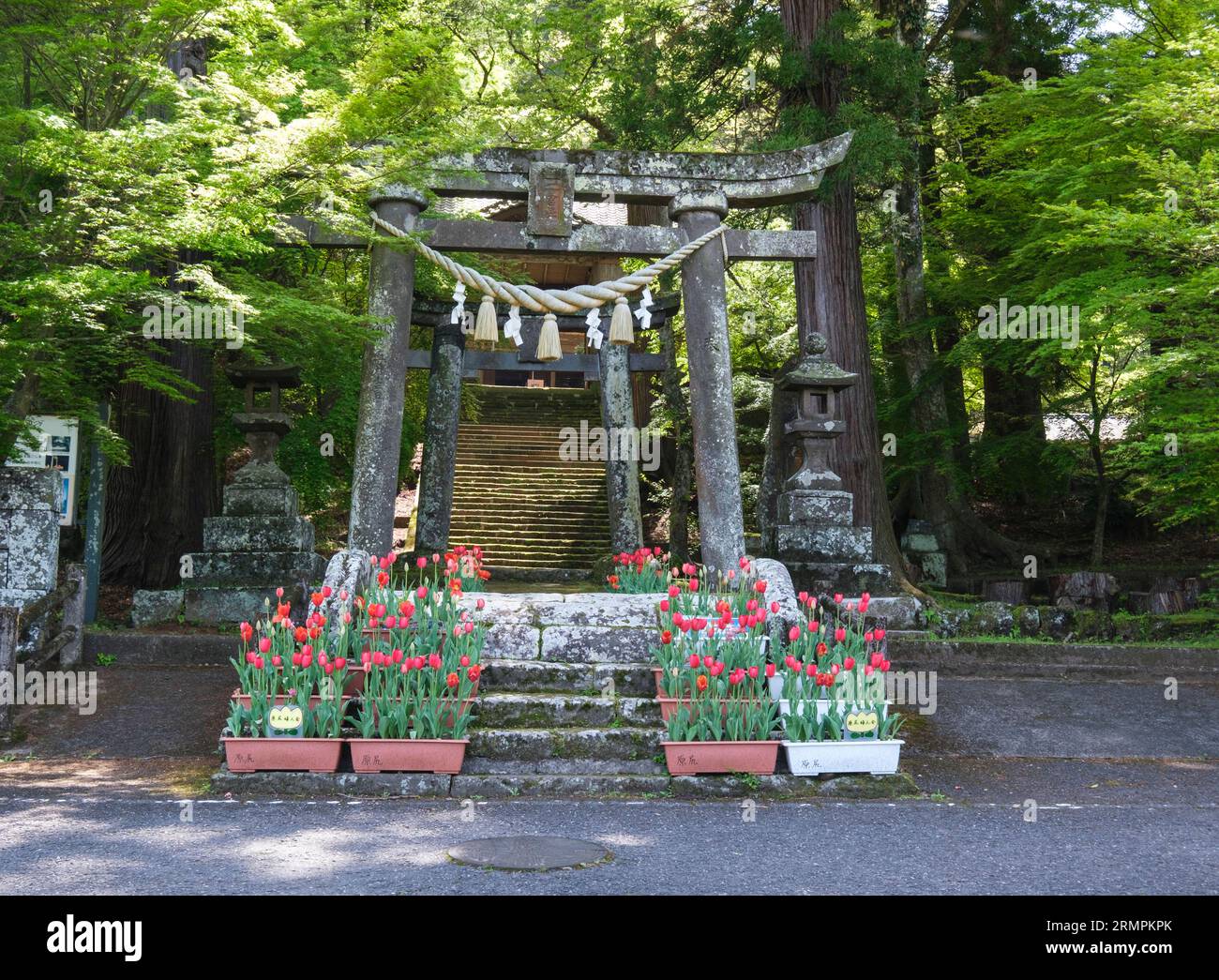 Japan, Kyushu. Torii-Tor mit Shimenawa-Seil und Schieferpapier-Streamern, Ninomiya Hachiman Shinto-Schrein. Stockfoto
