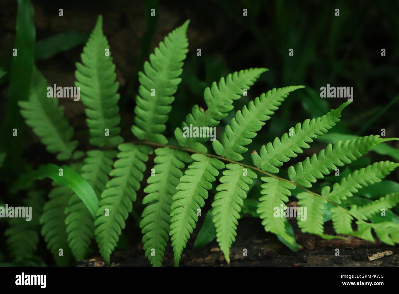 Wunderschöner Farn hinterlässt einen Hintergrund Stockfoto
