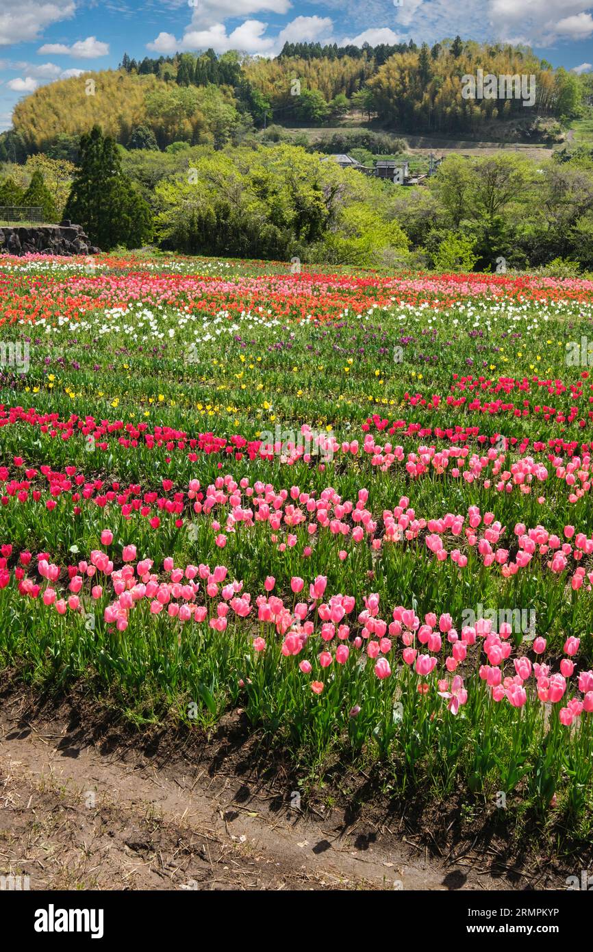 Japan, Kyushu. Tulpen an den Harajiri Falls. Präfektur Oita. Stockfoto