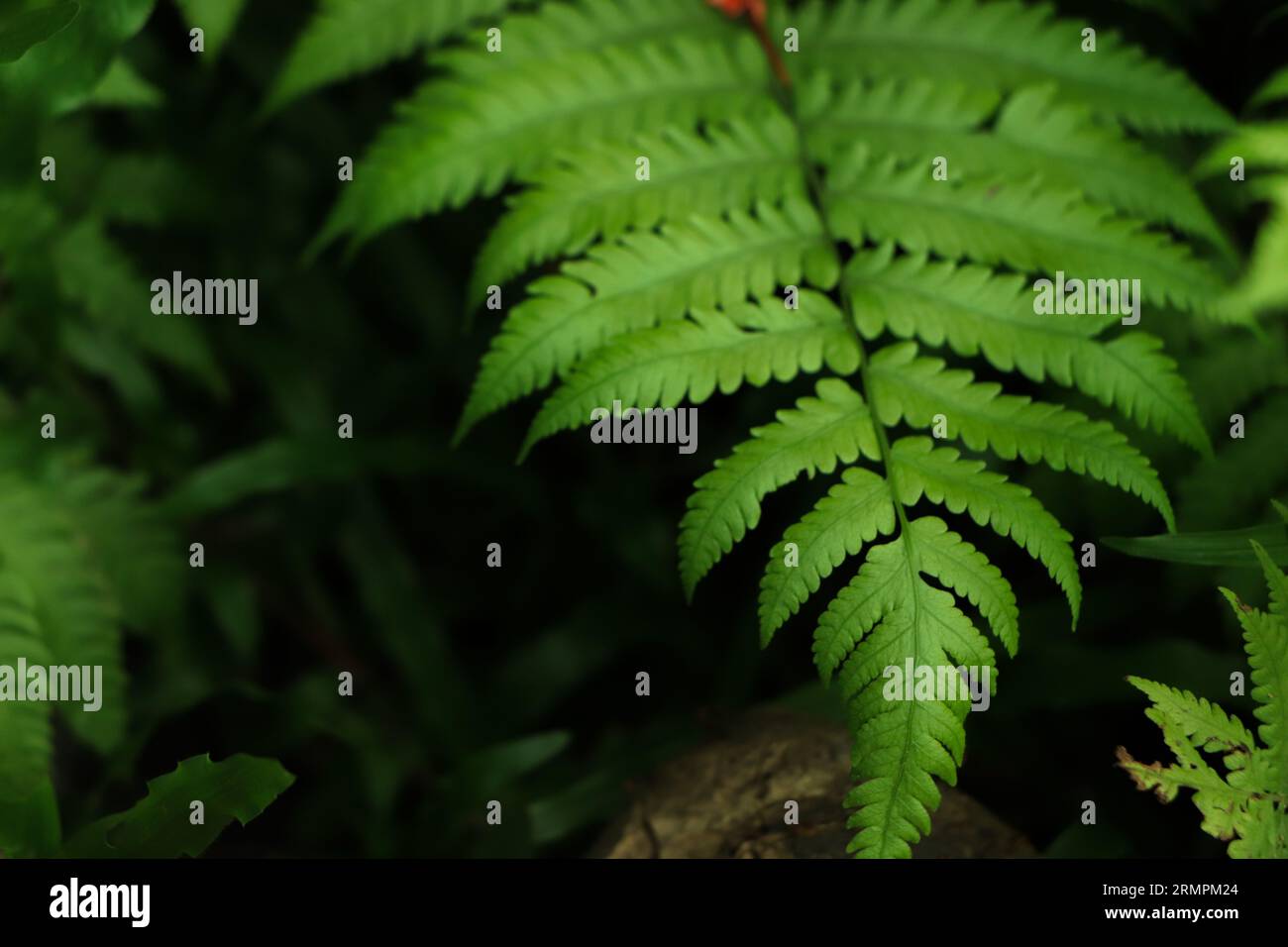 Wunderschöner Farn hinterlässt einen Hintergrund Stockfoto