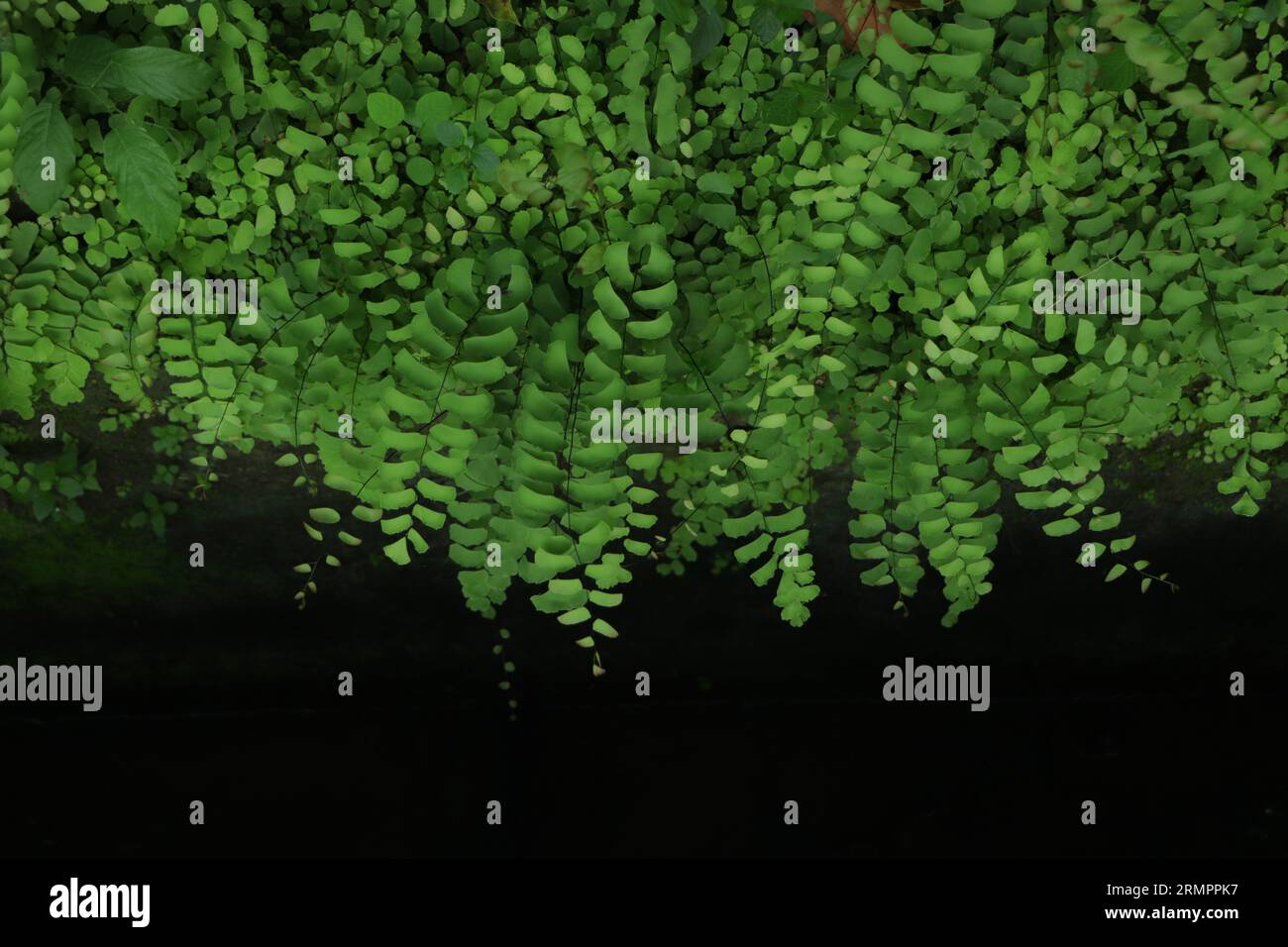 Nahaufnahme tropischer grüner Blätter Textur und abstrakter Hintergrund, Naturkonzept, dunkler Ton. Stockfoto