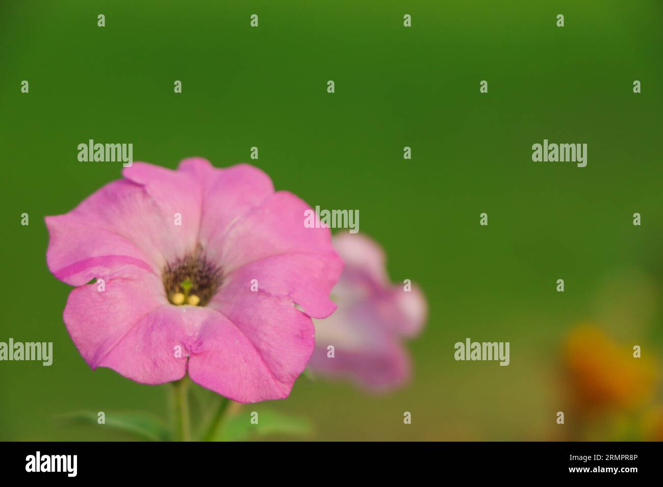 Hübsche rosa Petunien, unverarbeitetes Foto von Asia Koppenberg Stockfoto