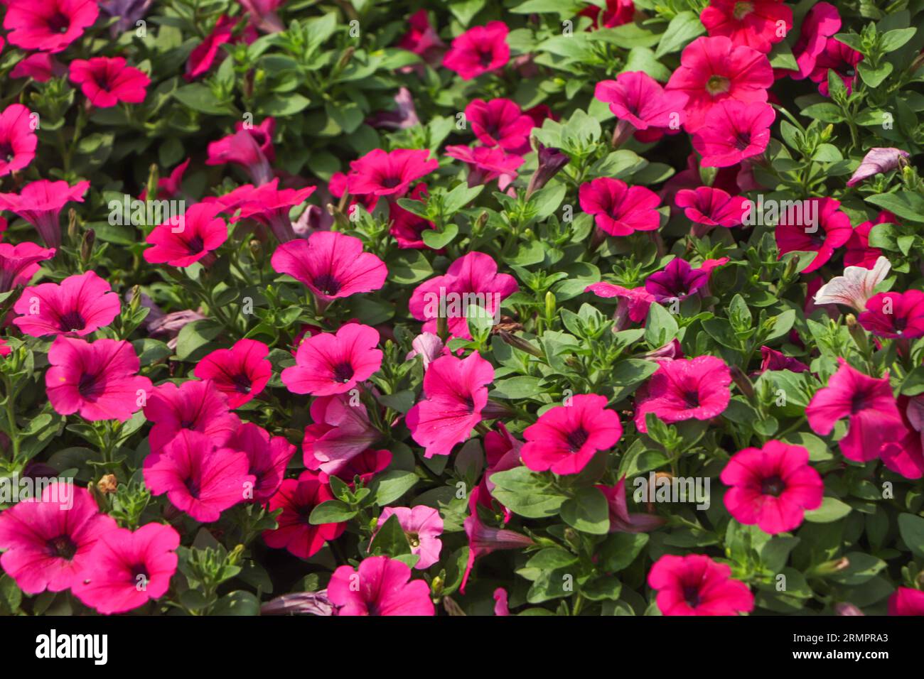 Pinkfarbene Petunienblume mit Kopierraum und grünem Backgrond Stockfoto