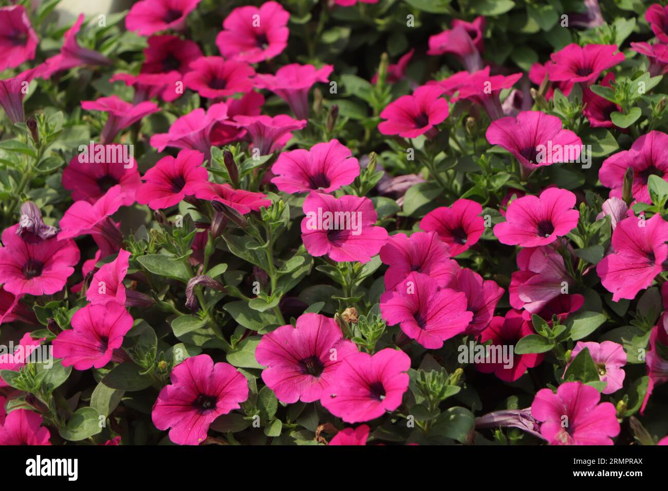 Hintergrund der rosa Petunienblüte im Garten Stockfoto