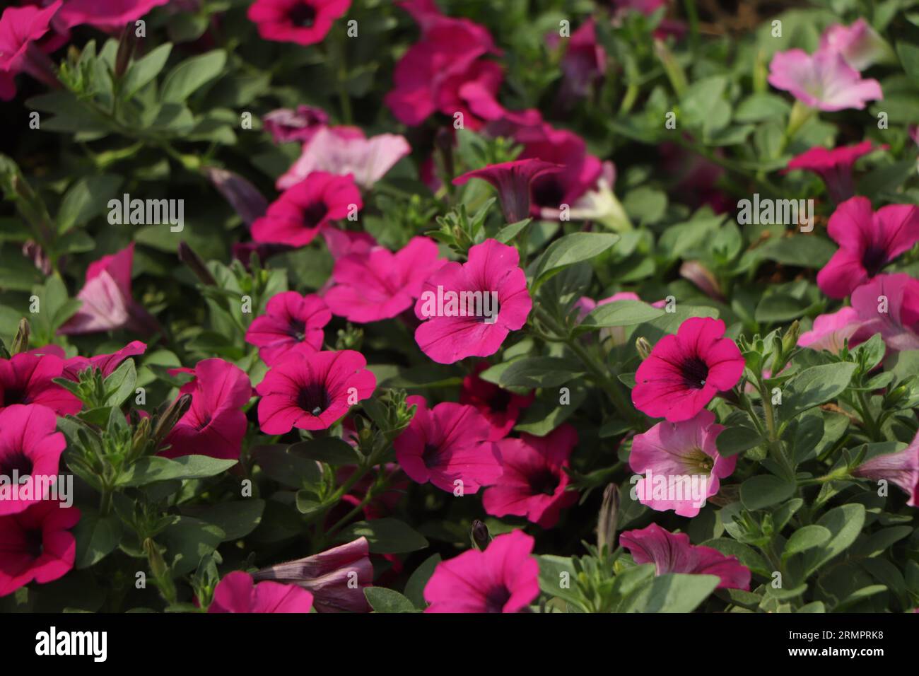 Hintergrund vieler rosa Petunienblüten in einem großen Topf Stockfoto