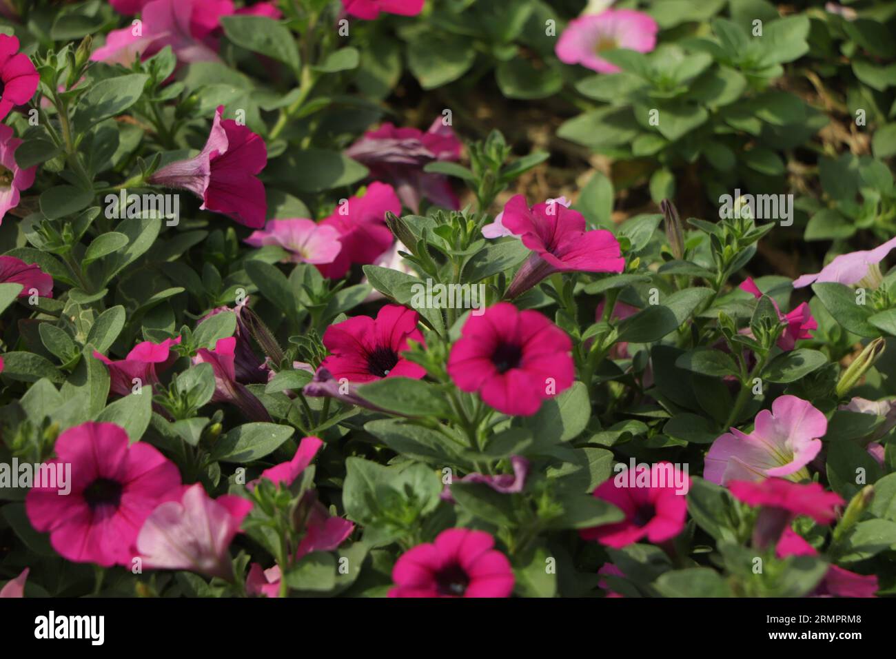 Pinkfarbene Petunienblüte im Garten Stockfoto