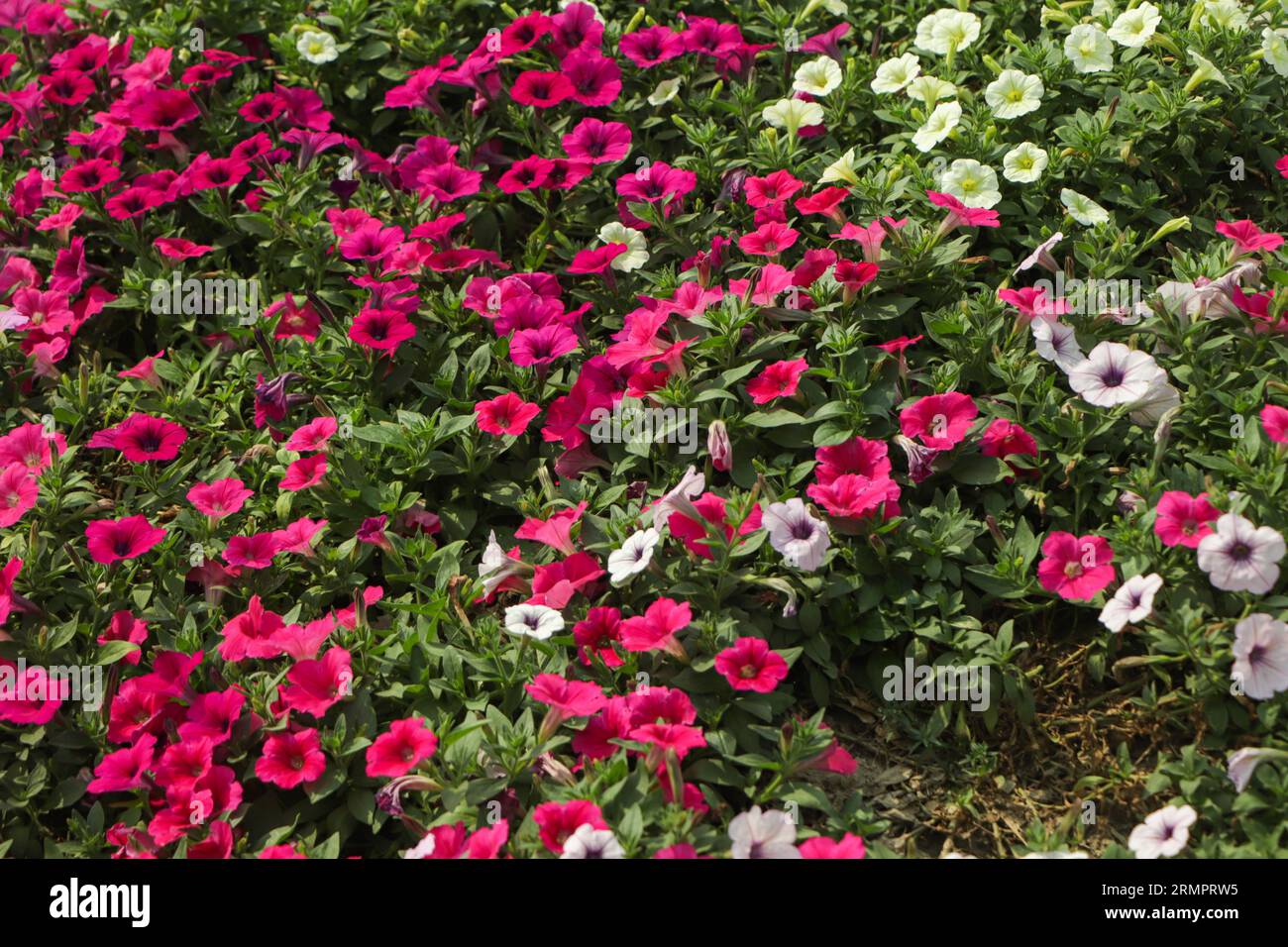 Rosafarbene Petunienblume mit grünem Hintergrund, die im Garten blüht Stockfoto