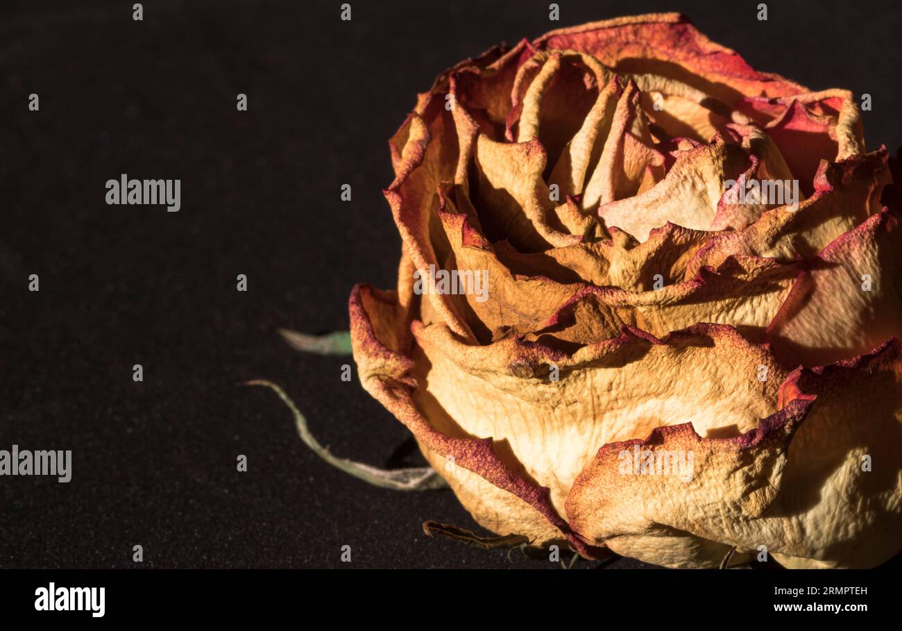 Eine verblasste rosa Rosenblüte mit welkenden Blütenblättern auf mattschwarzem Hintergrund Stockfoto