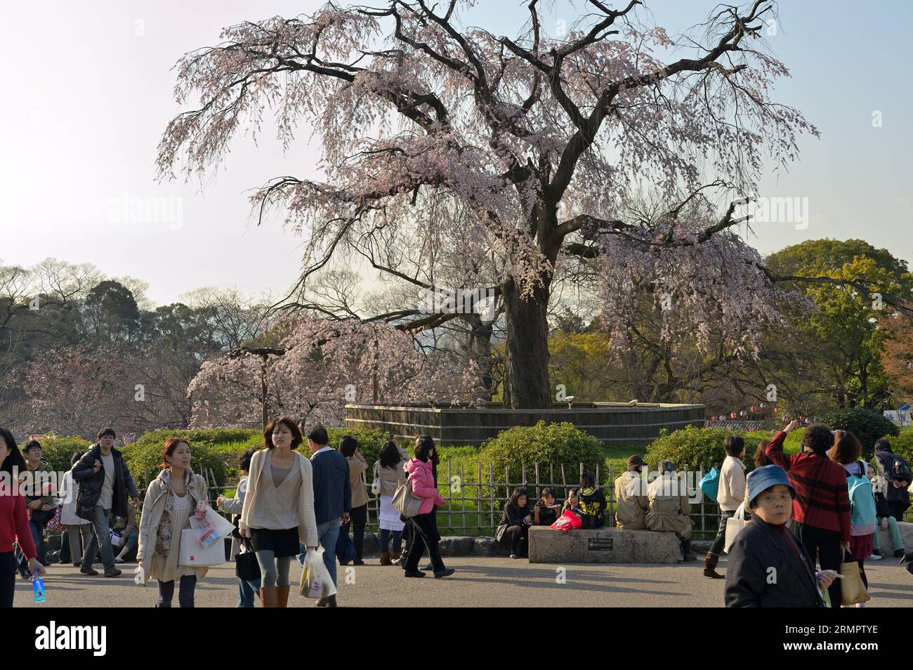 Die Gion-Trauerkirsche (gepflanzt 1949) ist das Wahrzeichen und ein wichtiger Treffpunkt während der Kirschblütensaison im Maruyama Park, Kyoto JP Stockfoto