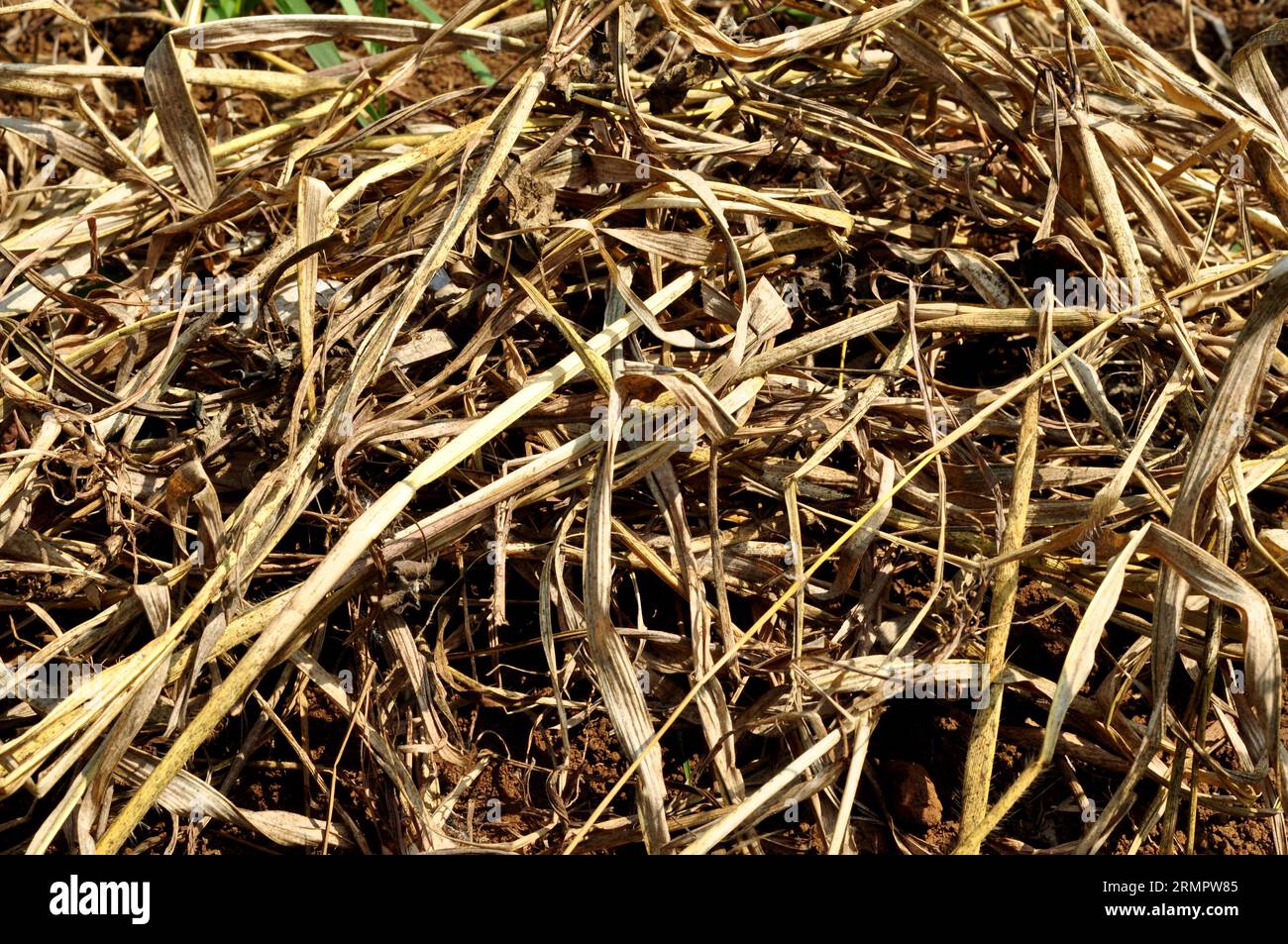 Trockenes Gras auf trockenem Boden aufgrund langer Dürre Stockfoto