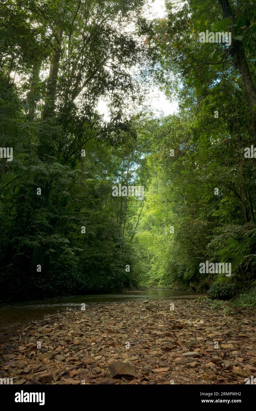 Allein im Wald von Blanchisseuse, Trinidad Stockfoto