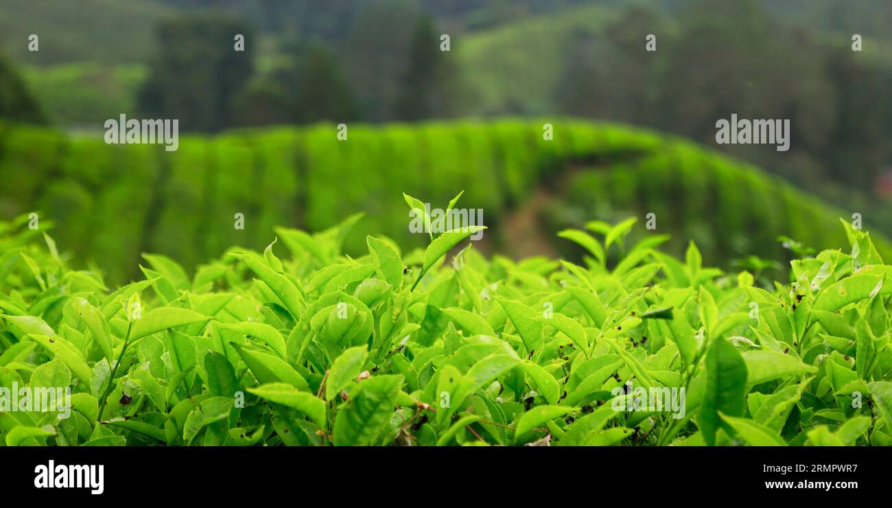 Teeplantage im cameron Highland, in Malaysia Stockfoto