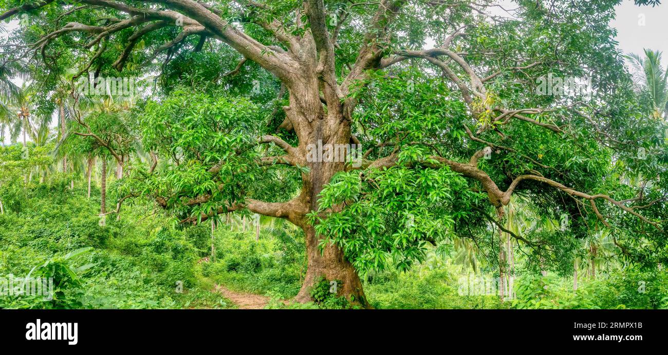 Ein wunderschöner alter Mangobaum (Mangifera indica), mit einem dicken Stamm und anmutigen Zweigen, auf Mindoro Island, Philippinen. Stockfoto