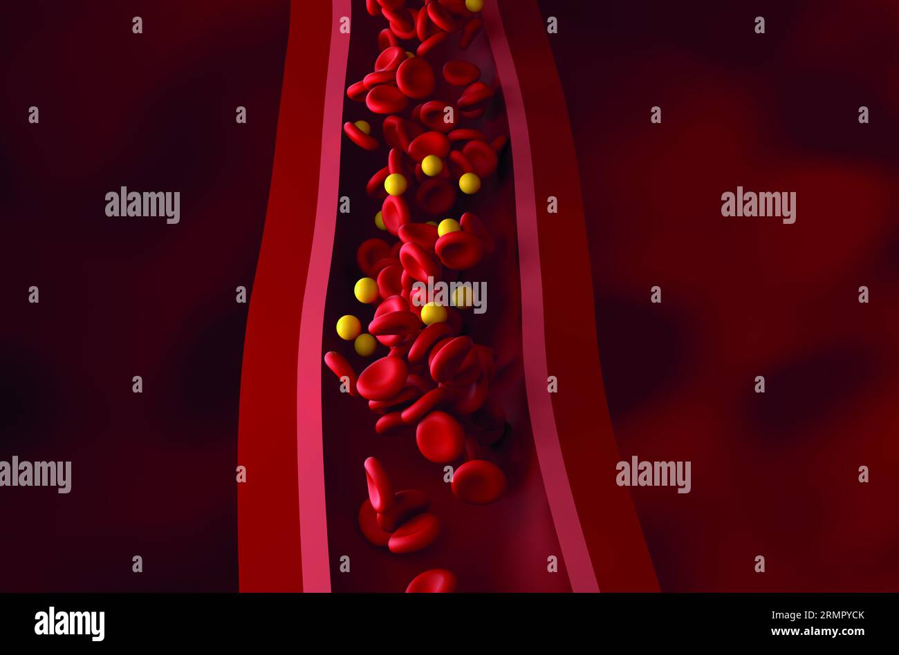 Normaler LDL-Spiegel (Lipoprotein) - Cholesterin- und rbc-Fluss im gesunden Gefäß - Vorderansicht 3D-Illustration Stockfoto