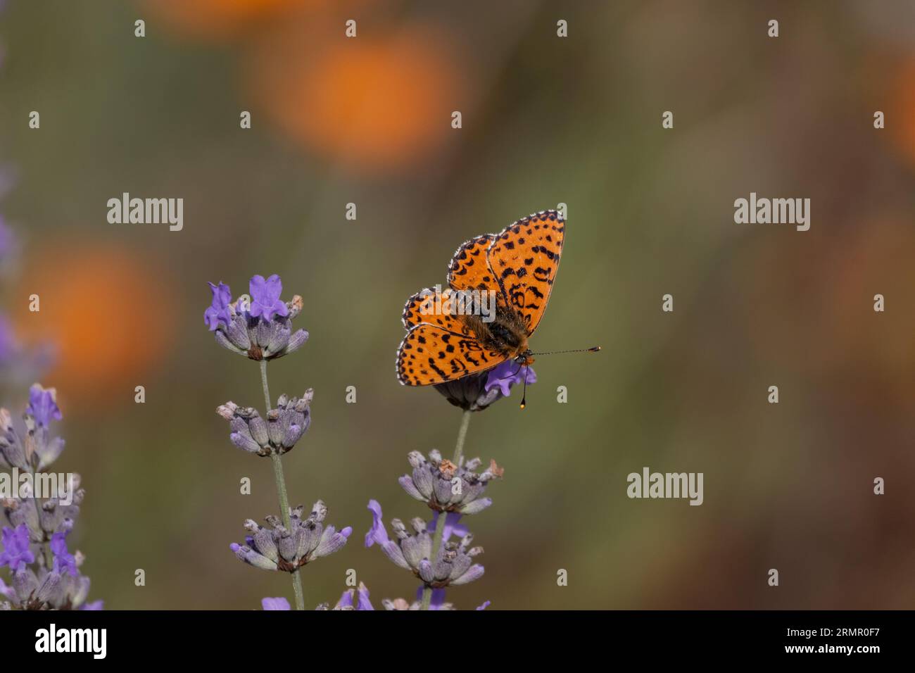 Ein gefleckter Fritillary (Melitaea didyma) Schmetterling auf Lavendelblüte mit verschwommenem Hintergrund. Stockfoto