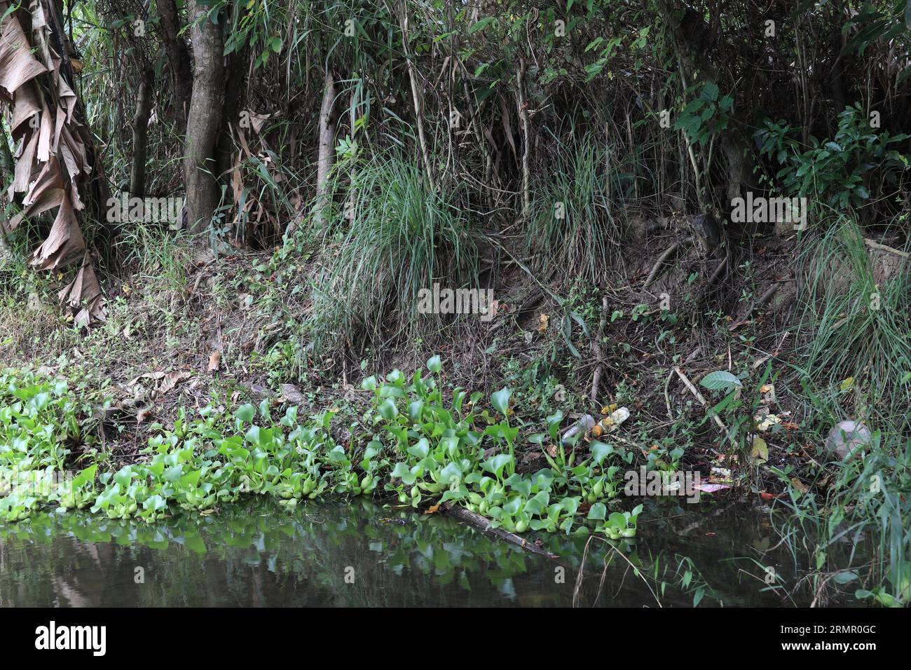 Detaillierter Blick auf den See mit Wasserhyazinthen und Wasserpflanzen am Ufer. Stockfoto