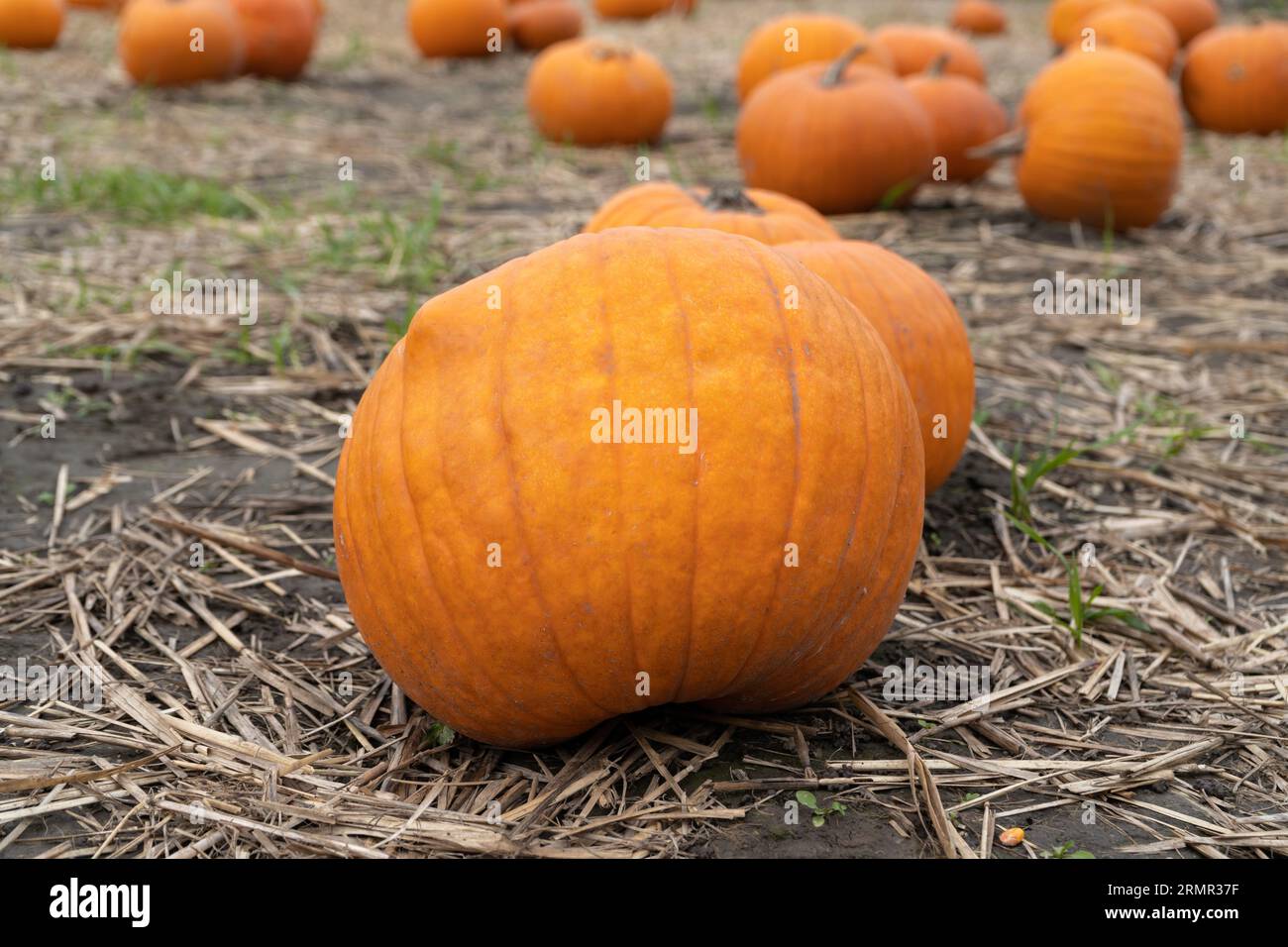 Kürbisse auf dem Heu. Biologischer Gemüseanbau, Erntezeit auf einer Kürbis-Ackerfarm. Stockfoto