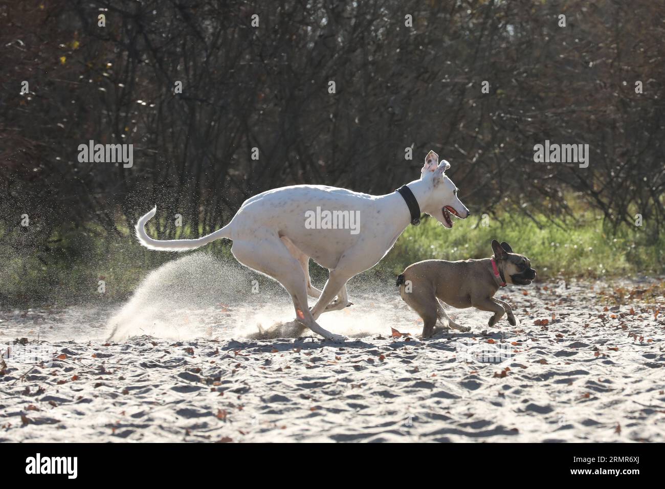 Aktive Windhunde im Freien während der Coursing-Sportwettkämpfe Stockfoto