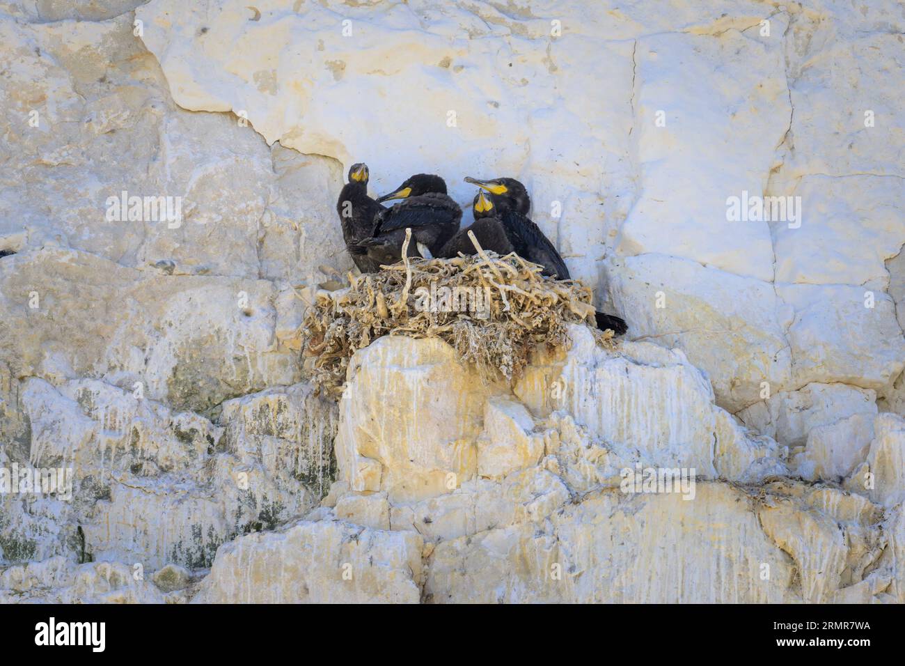 Eine Gruppe großer Kormorane ruht in ihren Nestern auf einer Klippe in der Nähe des Meeres in Nordfrankreich Stockfoto