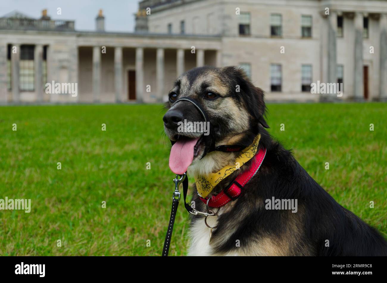Enniskillen County Fermanagh Nordirland August 28 2023 - Hund sitzt vor dem Herrenhaus in Enniskillen Stockfoto