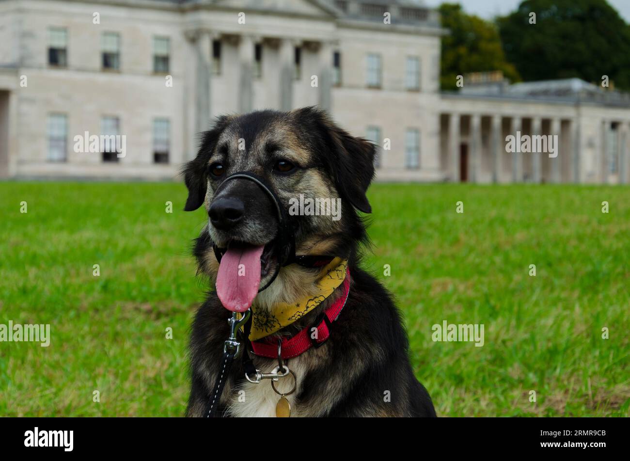 Enniskillen County Fermanagh Nordirland August 28 2023 - Hund sitzt vor dem Herrenhaus in Enniskillen Stockfoto