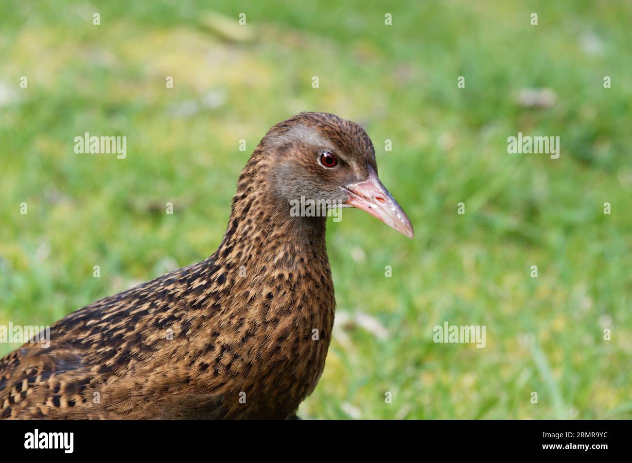Ein Weka ist ein einheimischer Vogel aus Neuseeland. Es ist flugunfähig. Stockfoto