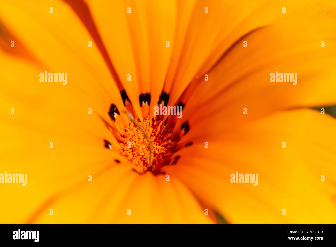 Gelbe Gazanie (Gazania lichtensteinii) Stockfoto