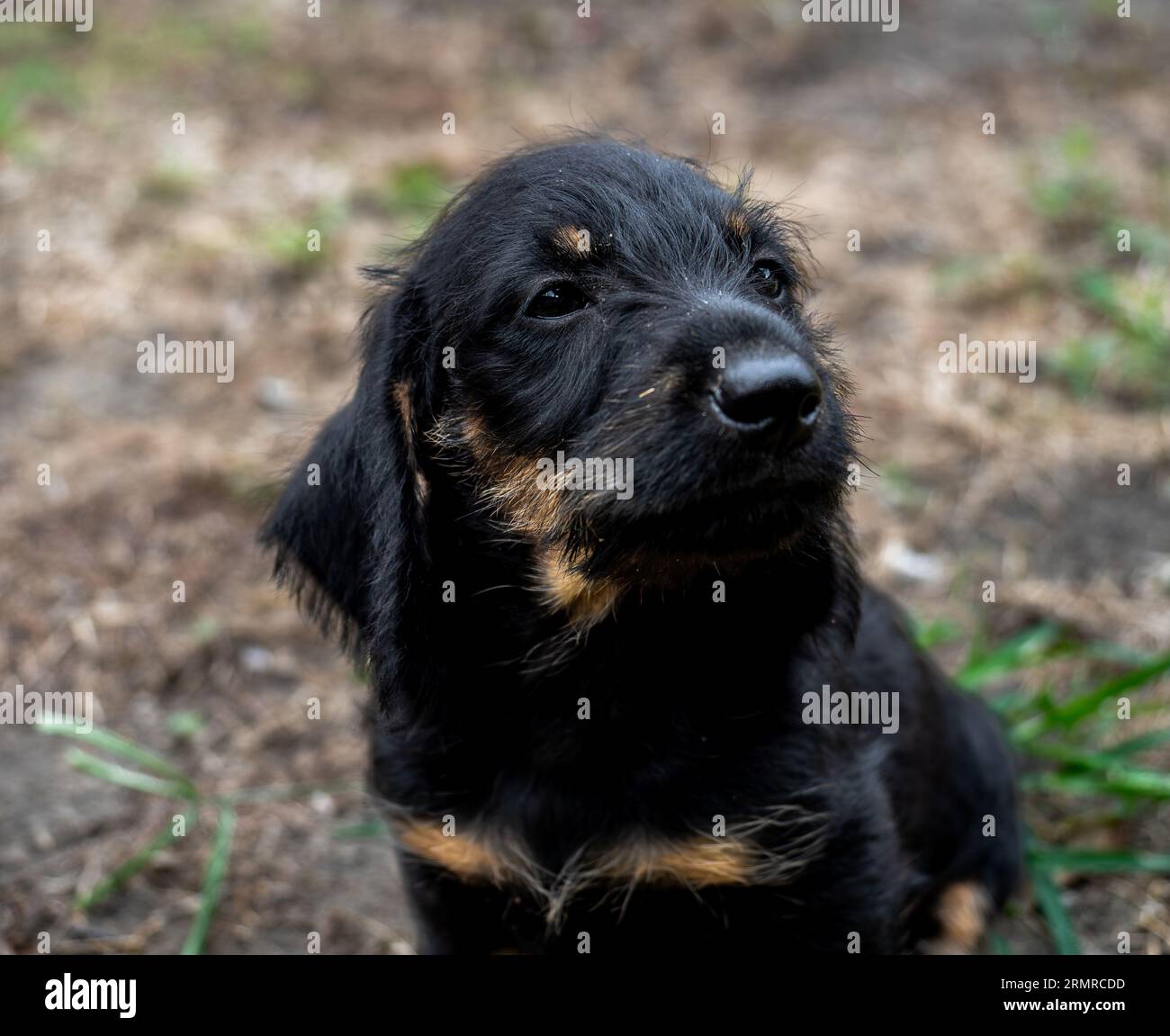 Hund Dackel Stockfoto