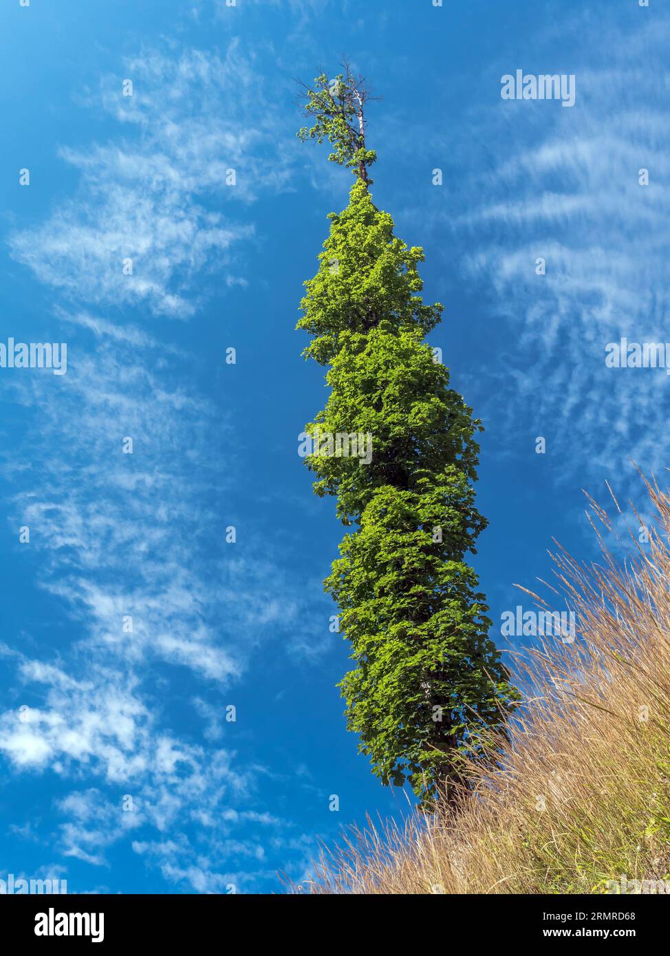 Schlanke, einsame Buche, die auf einem Hügel wächst Stockfoto