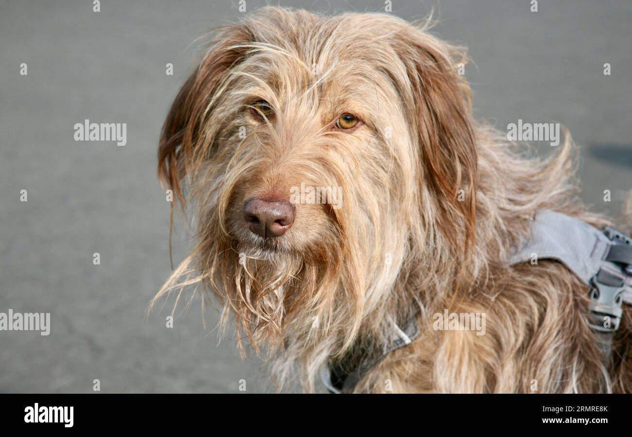 Ein stinkender Hund im Park Stockfoto