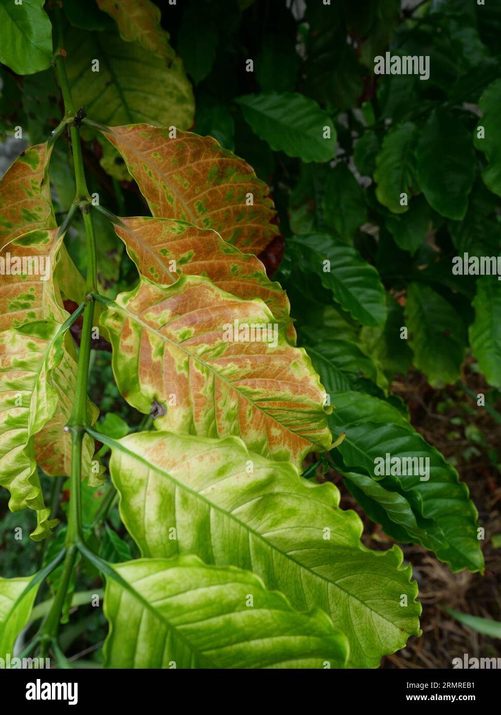 Braune und gelbe Schden durch Anthraknose auf dem grnen Blatt des  Robusta-Kaffeepflanzenbaums, Pflanzenkrankheiten, die die Landwirtschaft  schdigen Stockfotografie - Alamy