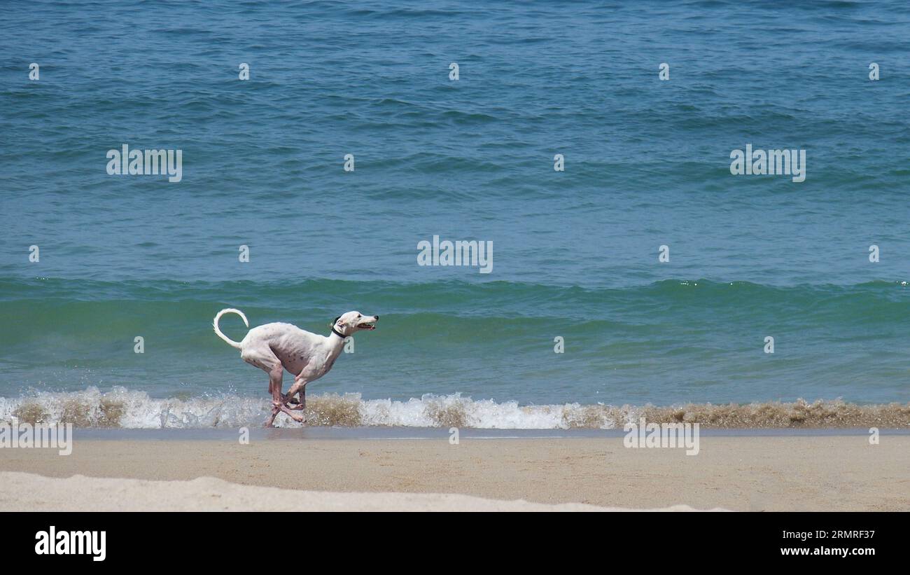 Weißer windhund läuft am Strand. Geschwindigkeit Stockfoto