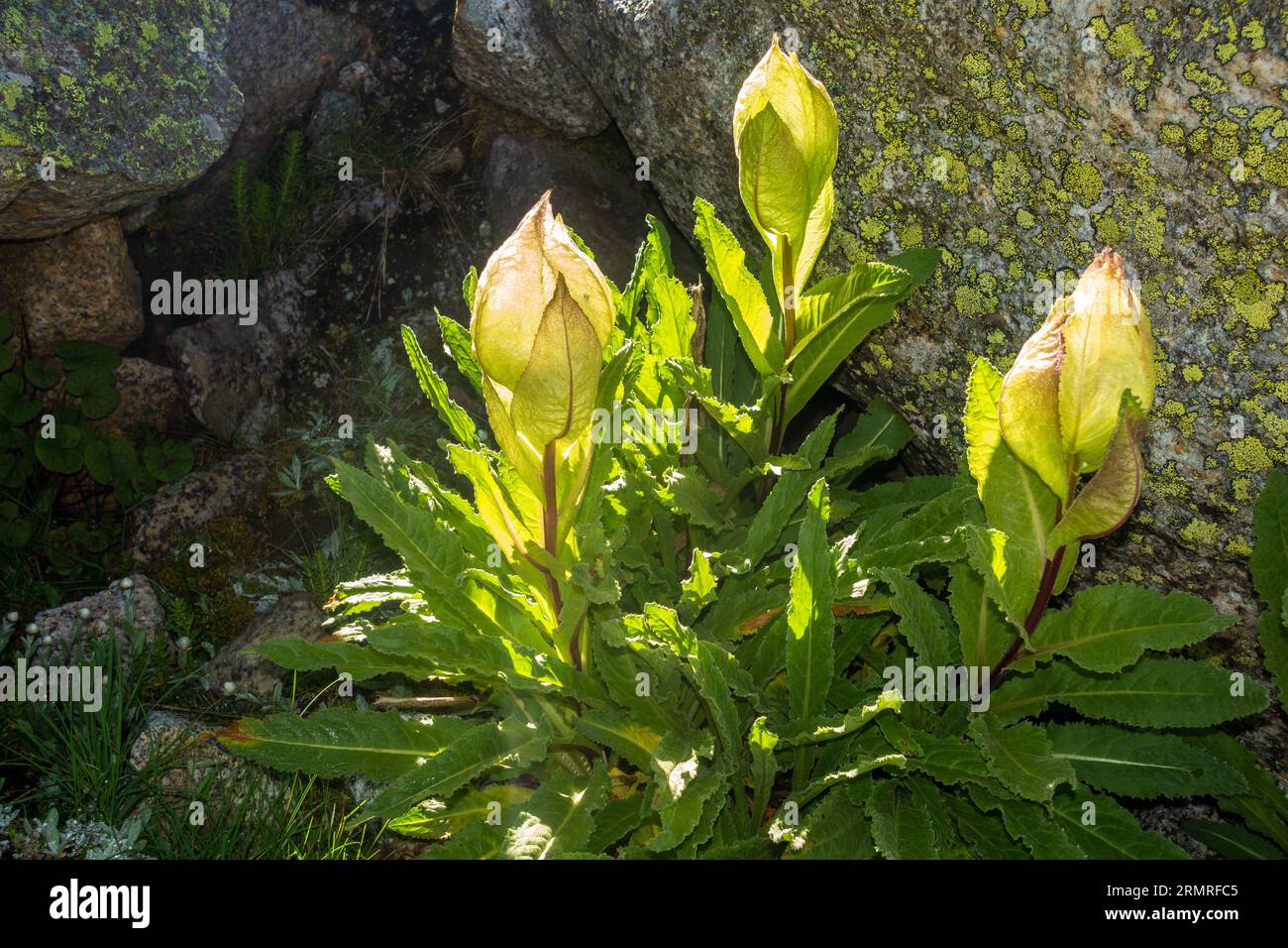 Heiliger Brahma Kamal (Saussurea obvallata), verehrte Himalaya-Blume, Kinner Kailash Yatra, Himachal Pradesh, Indien. Stockfoto