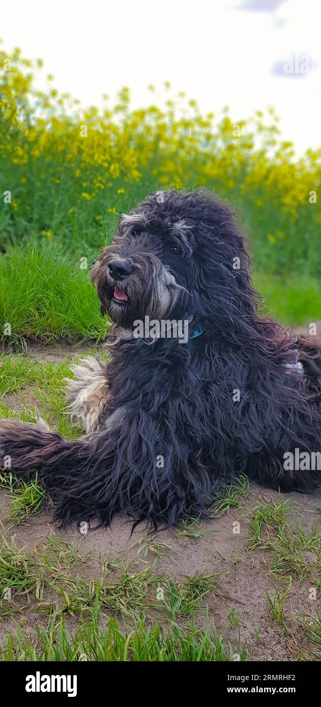 Goldendoodle-Hund auf der Wiese. Schwarzes Doodle mit Phantomzeichnung. Schönes, treues Haustier in der Natur. Tierfoto Stockfoto