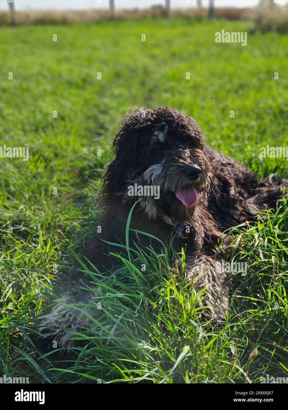 Goldendoodle-Hund auf der Wiese. Schwarzes Doodle mit Phantomzeichnung. Schönes, treues Haustier in der Natur. Tierfoto Stockfoto